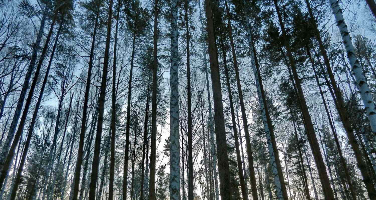 Portland Area Paintball & Airsoft Park Splat Action